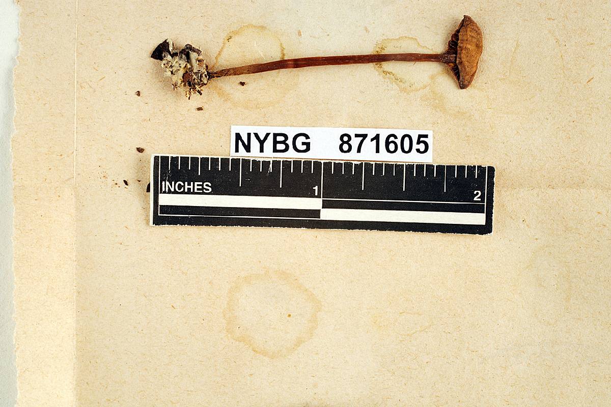 Agaricus polypus image