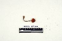 Gymnopilus filiceus image