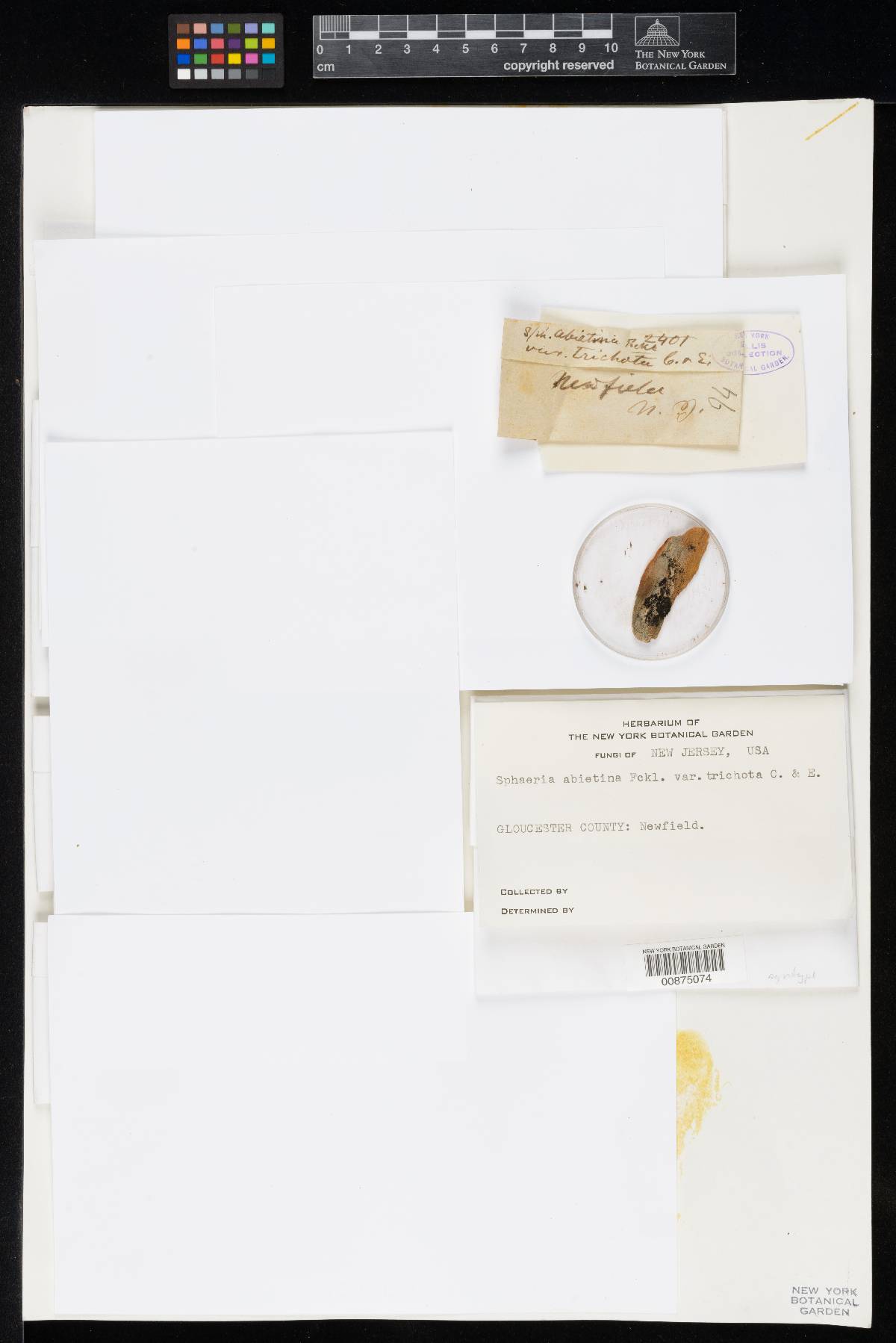 Sphaeria abietina var. trichota image