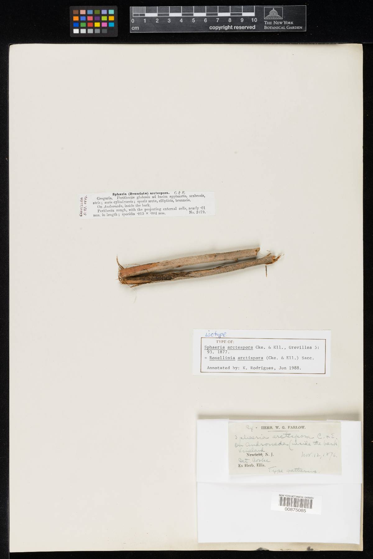 Sphaeria arctispora image
