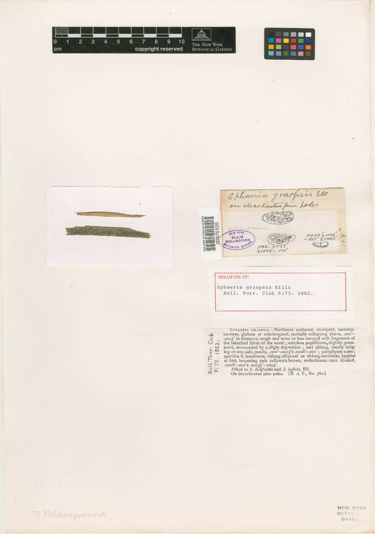 Sphaeria graopsis image