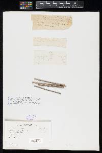 Sphaeria phomopsis image