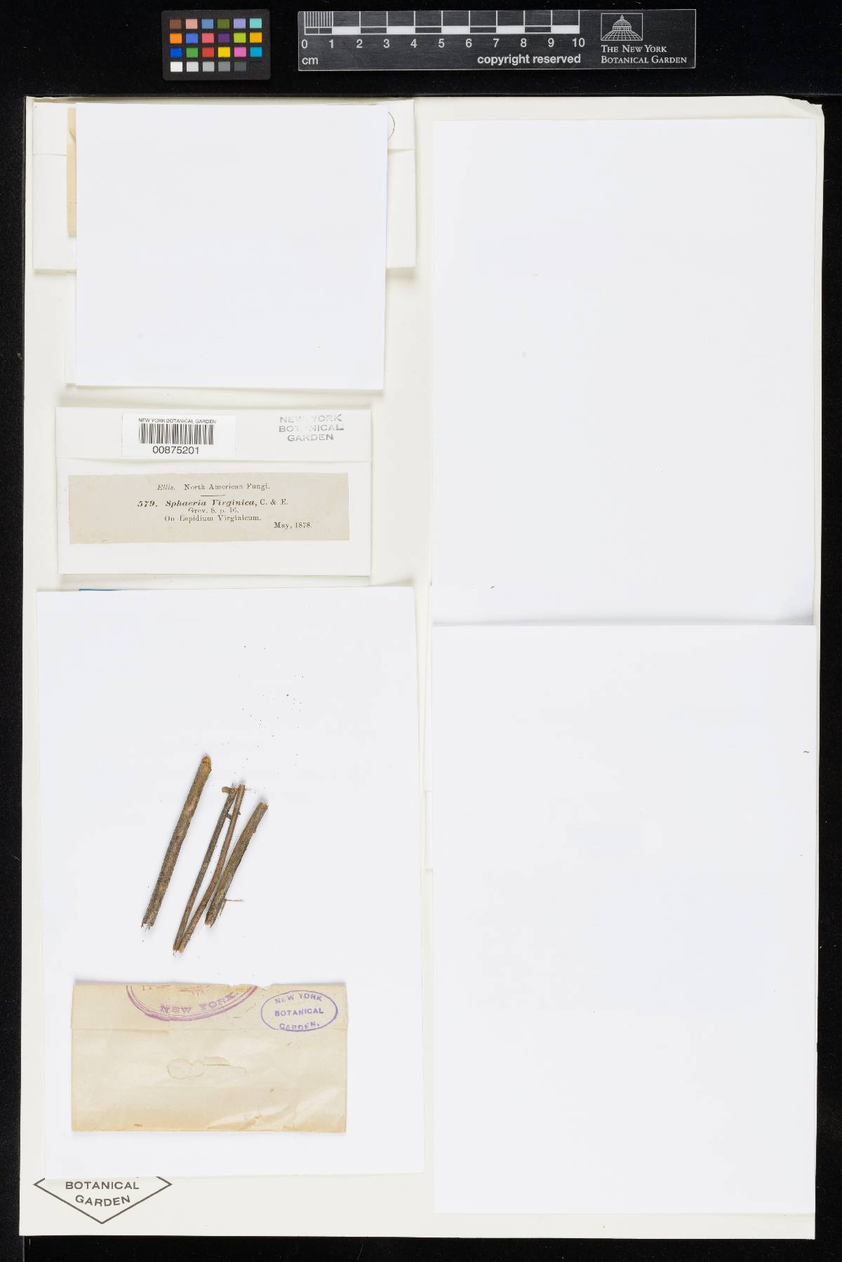 Sphaeria virginica image