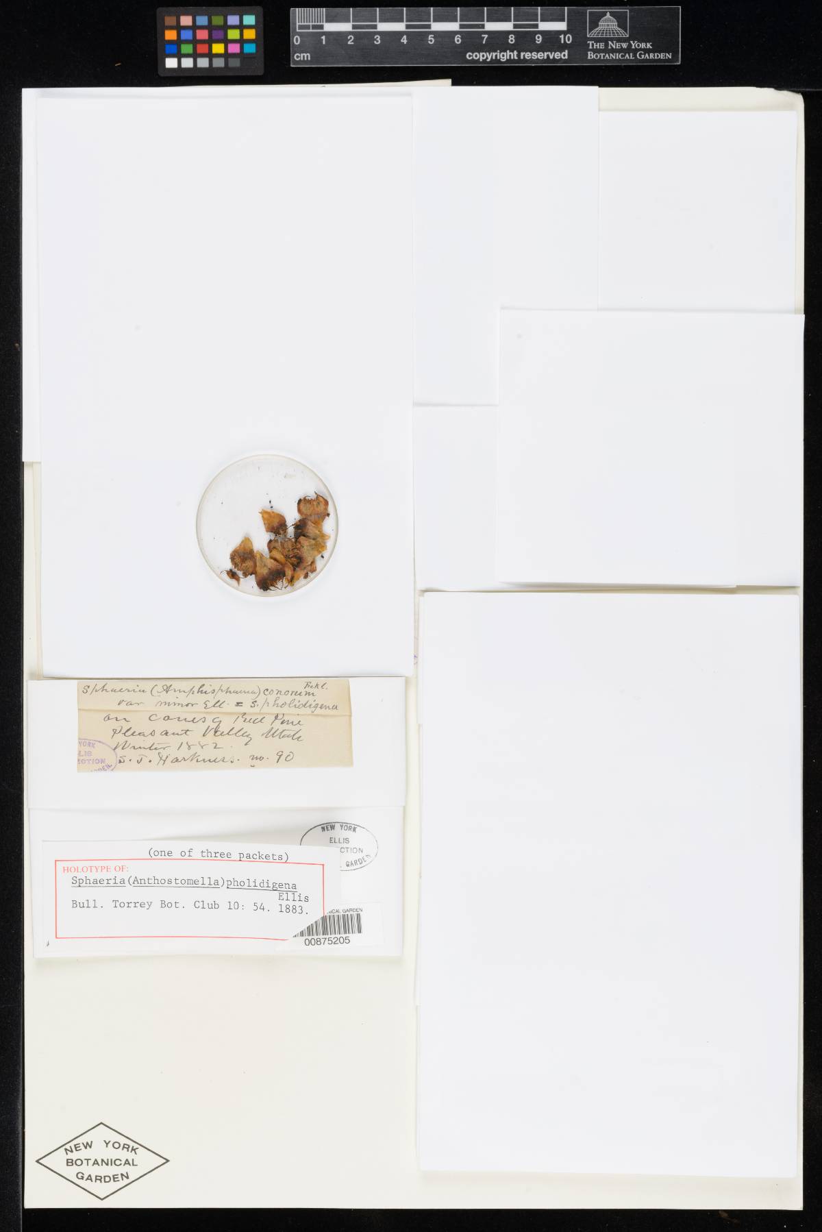 Sphaeria pholidigena image