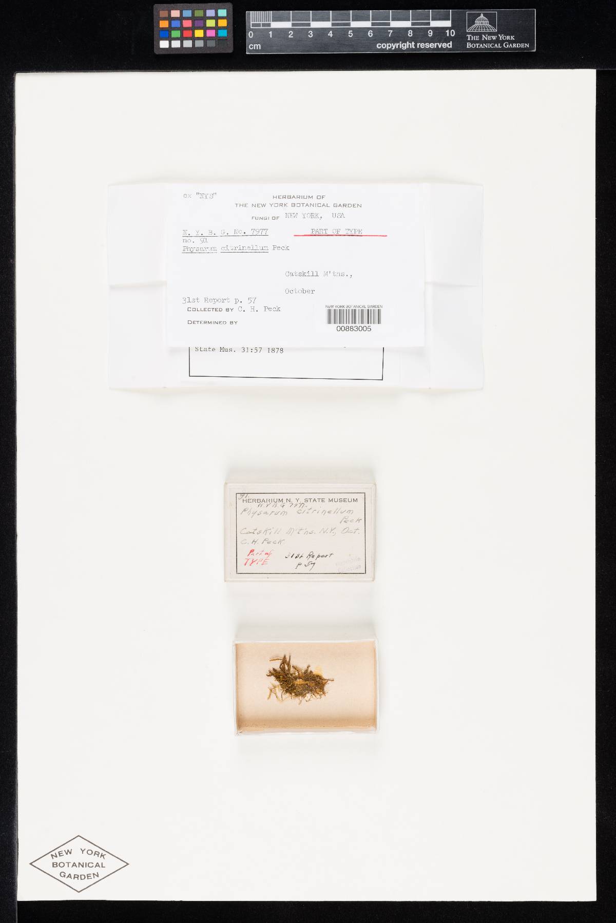 Physarum citrinellum image