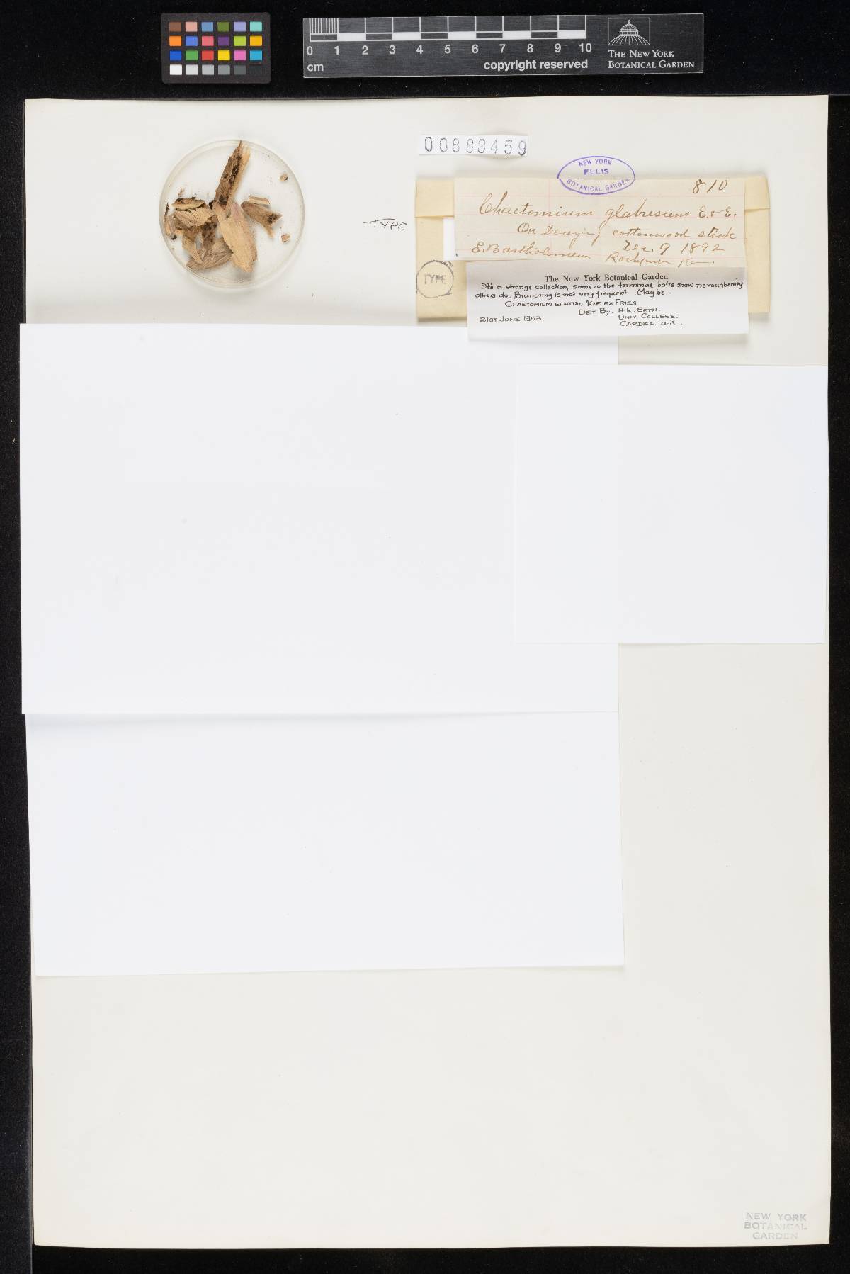 Chaetomium glabrescens image