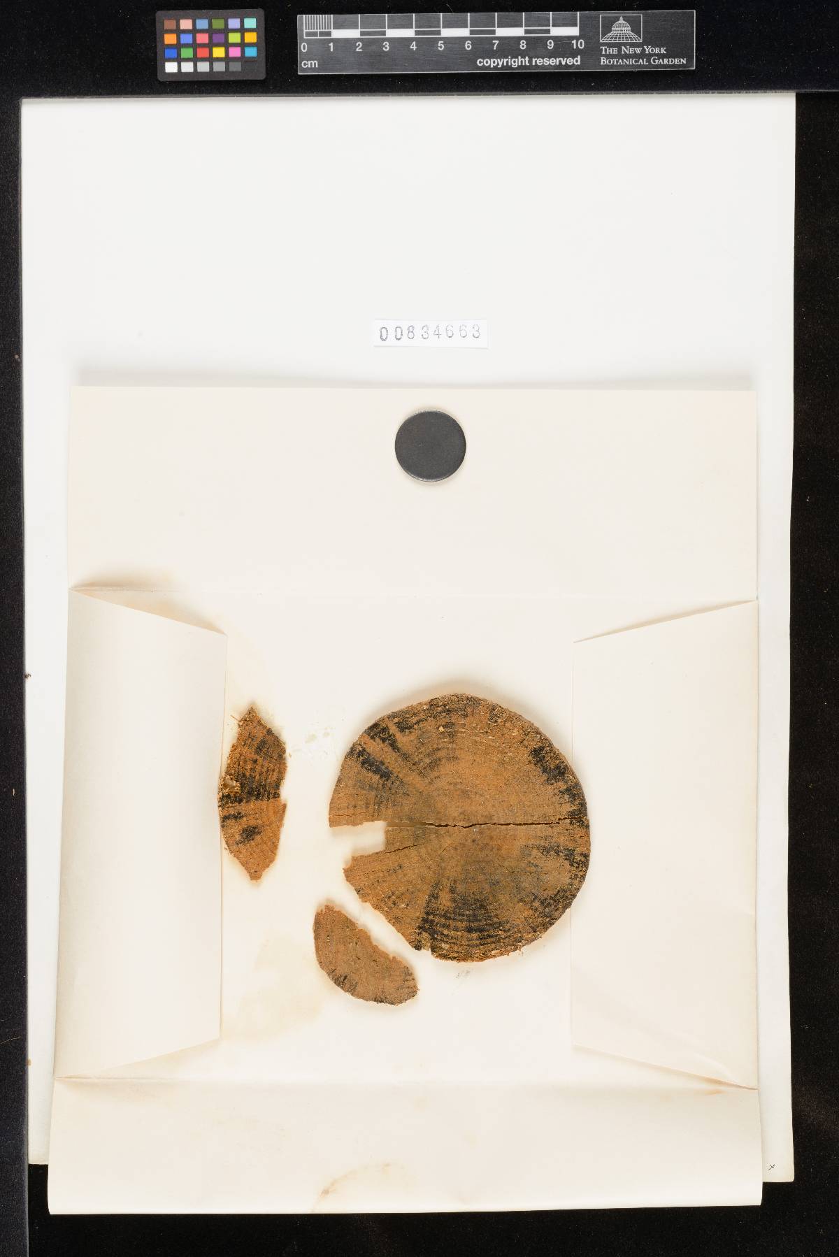 Chaetomium abietinum image