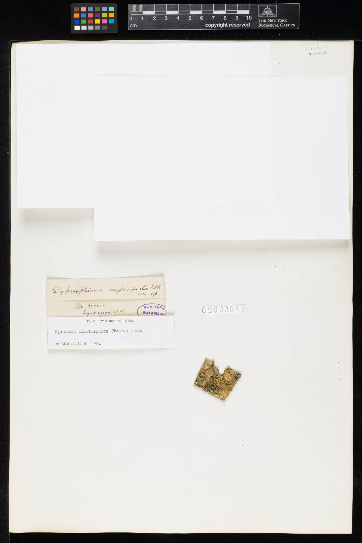 Clypeosphaeria imperfecta image