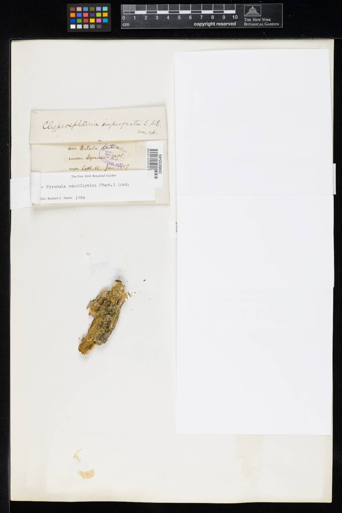 Clypeosphaeria imperfecta image