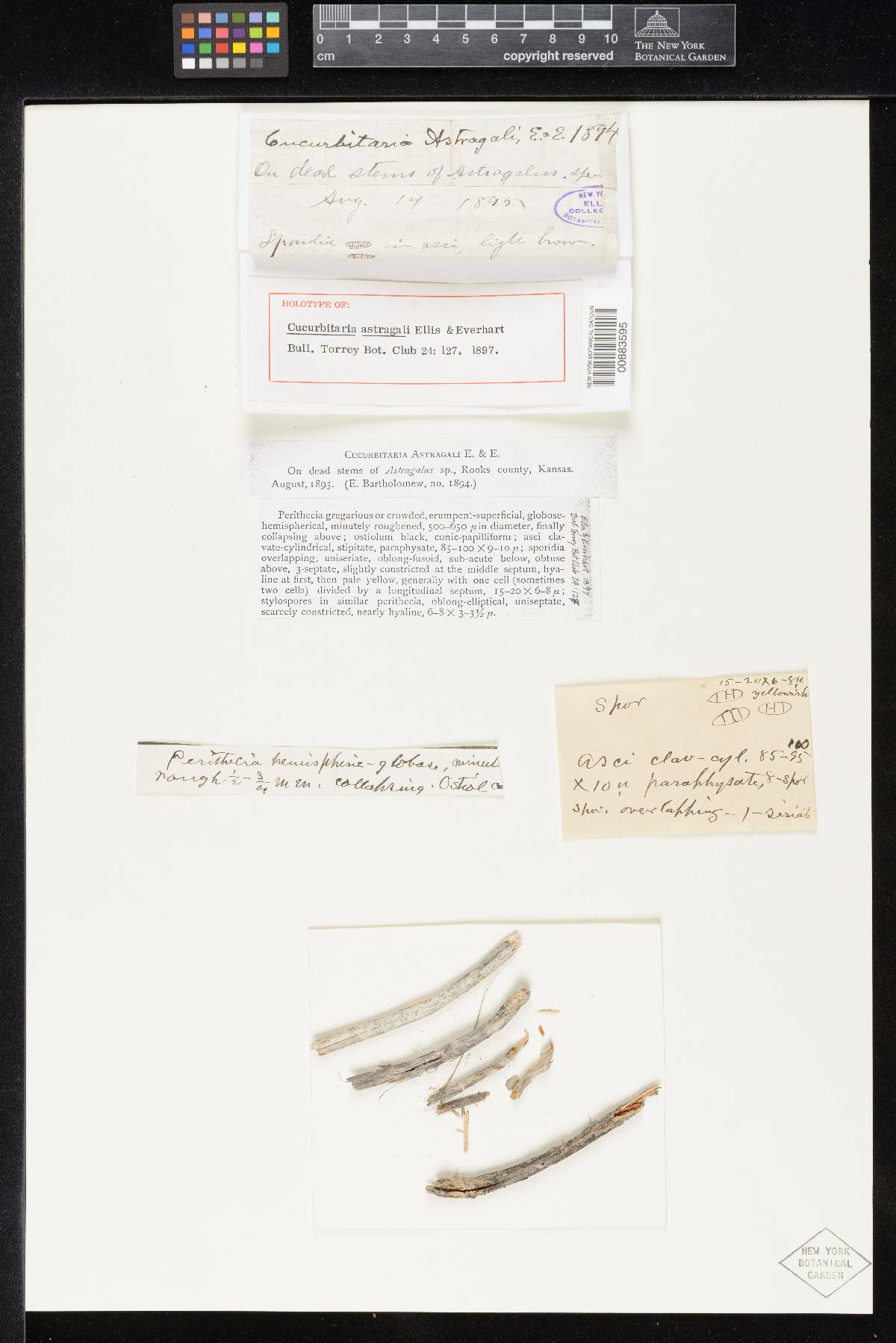Cucurbitaria astragali image