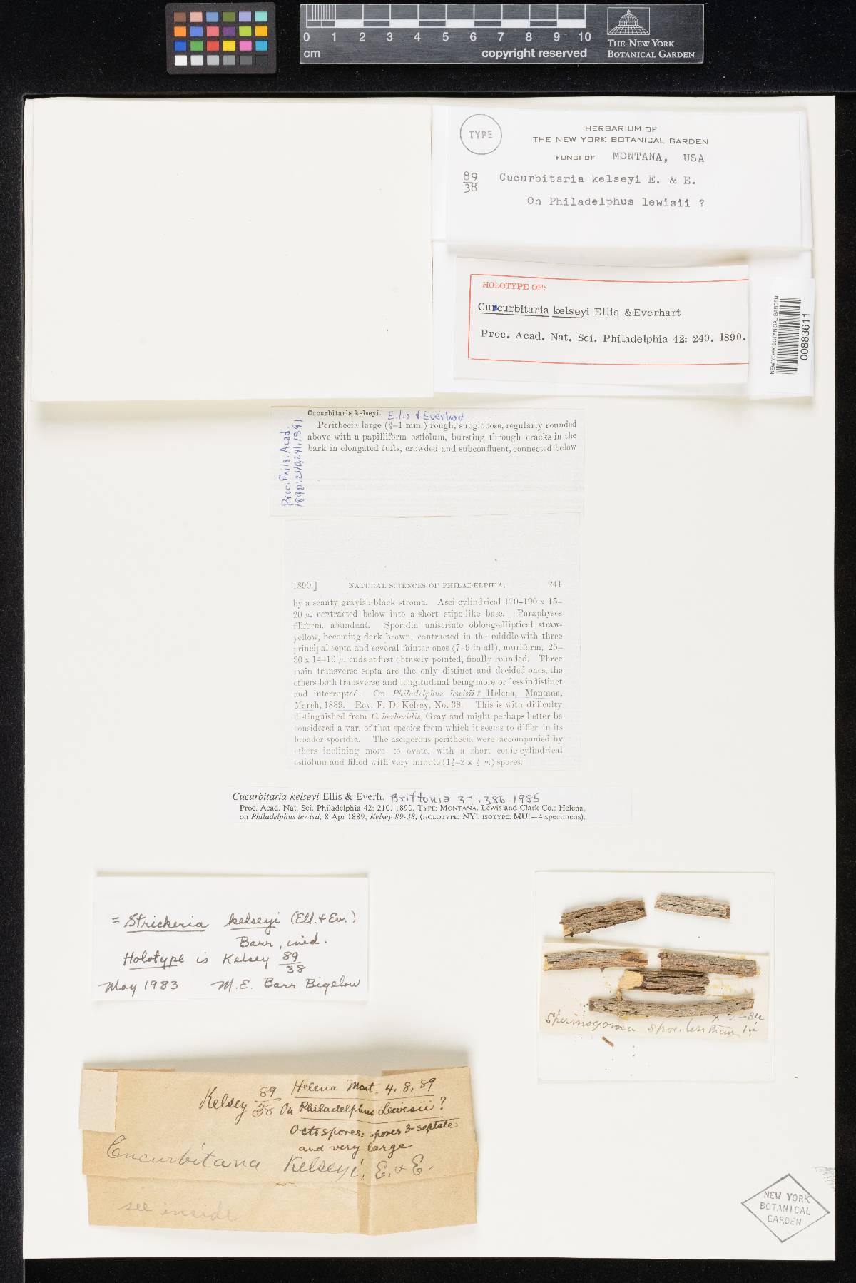 Cucurbitaria kelseyi image