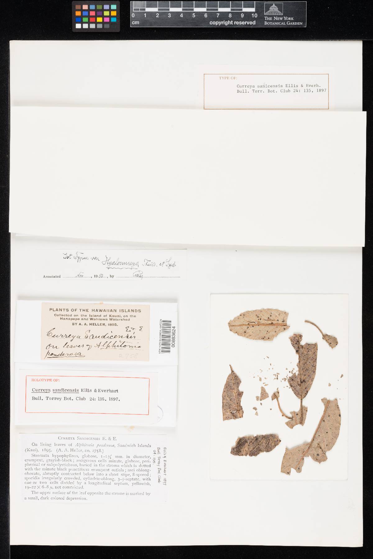Uleomyces sandicensis image