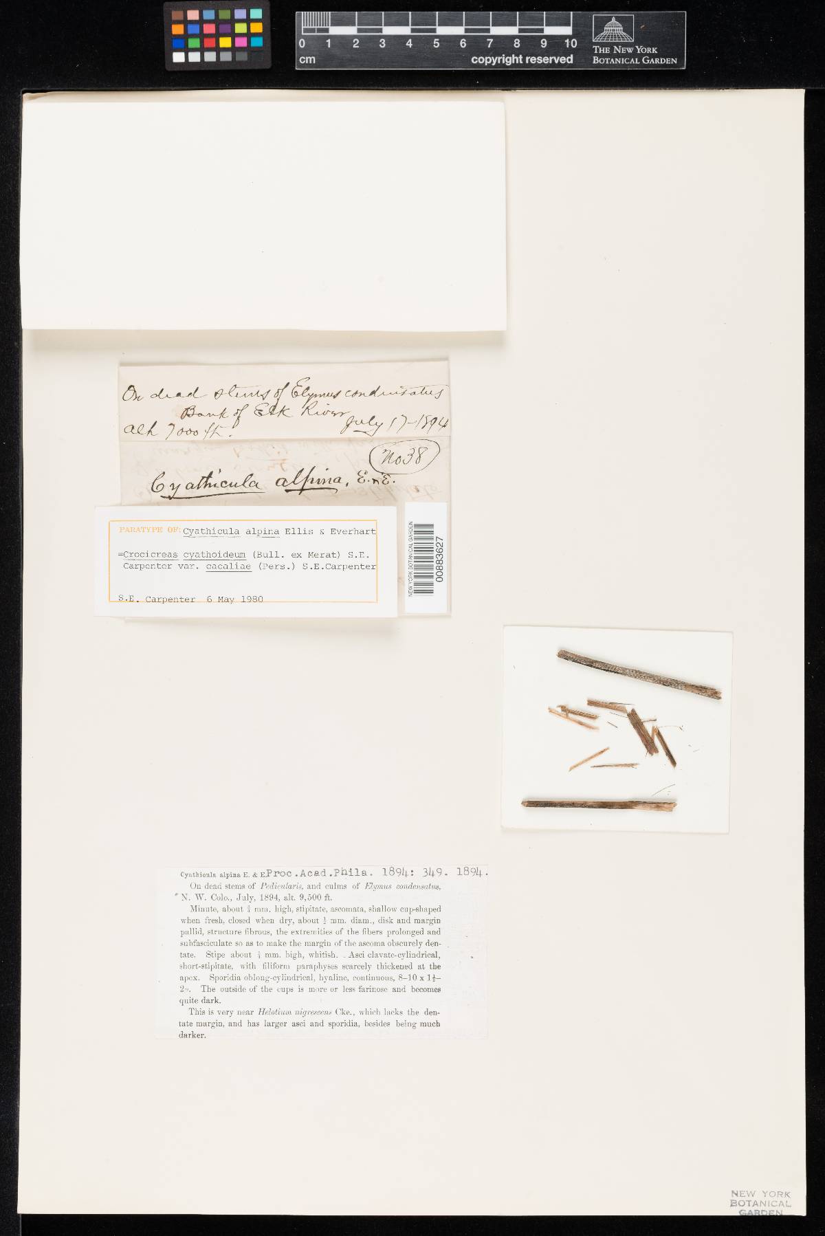 Cyathicula alpina image