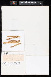 Cylindrosporium angustifoliae image