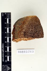 Phellinus caribaeo-quercicolus image