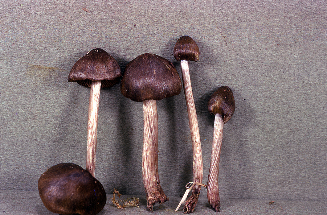 Entoloma versatile image