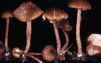 Entoloma turci image