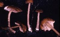 Entoloma turci image