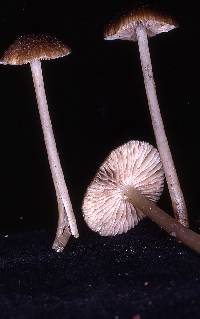 Leptonia fuscata image