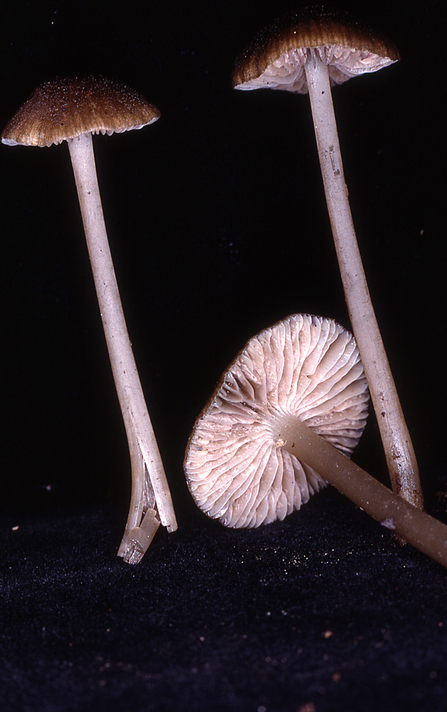 Leptonia fuscata image