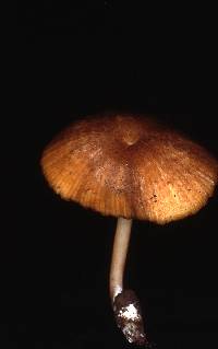 Entoloma xanthochroum image