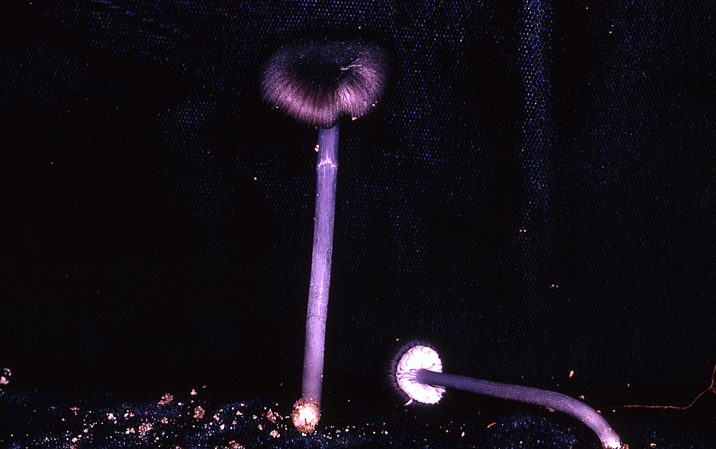 Leptonia yatesii image