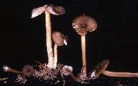 Entoloma turci image