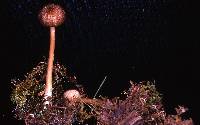 Entoloma turci image