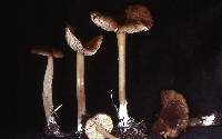 Entoloma turci image