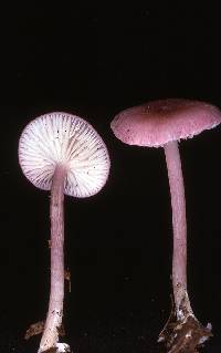 Leptonia subrubinea image