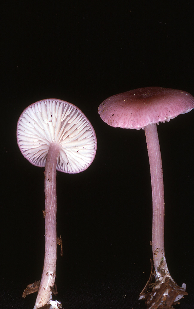 Leptonia subrubinea image