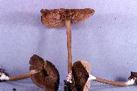 Leptonia strictipes image