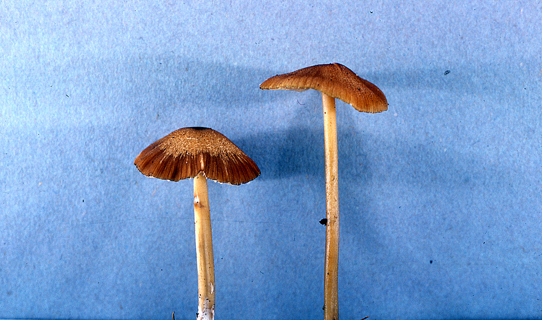 Leptonia strictipes image