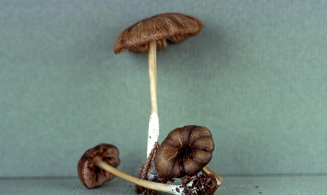 Leptonia umbilicata image