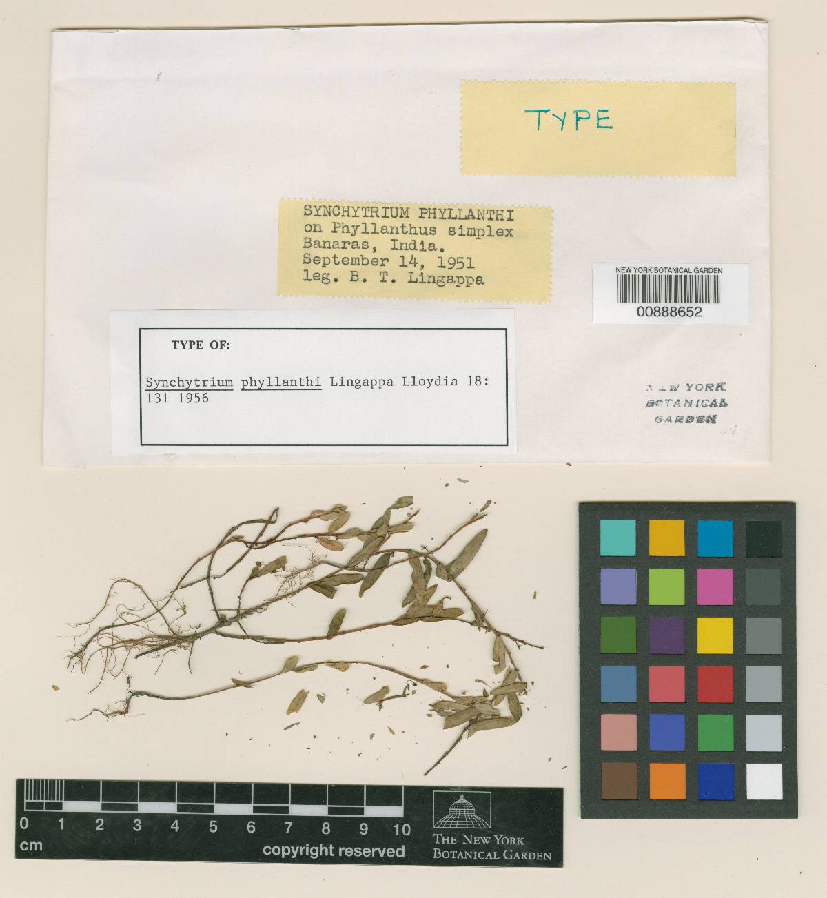 Synchytrium phyllanthi image