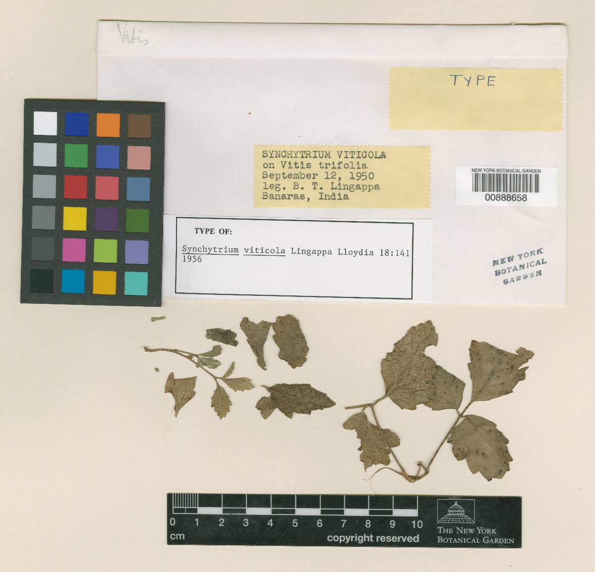 Synchytrium viticola image