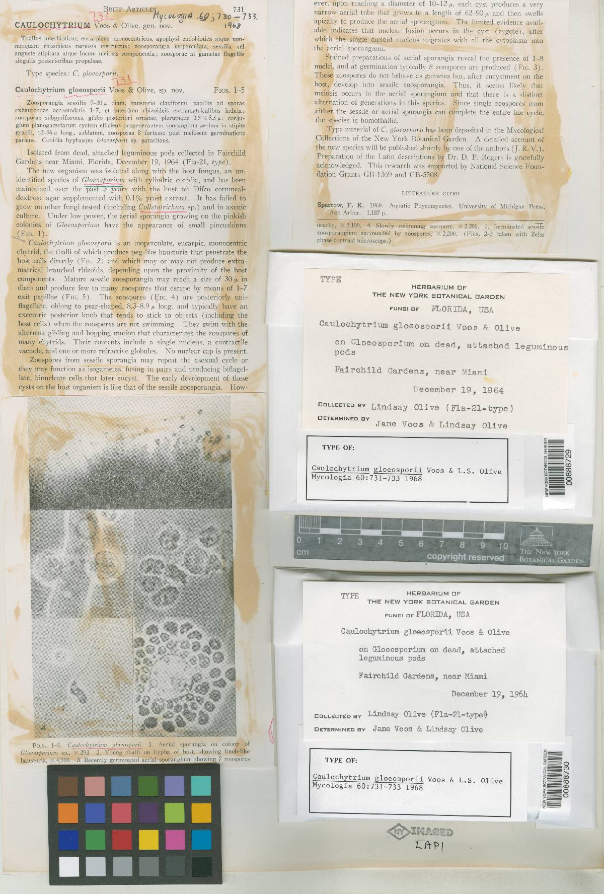 Caulochytrium gloeosporii image