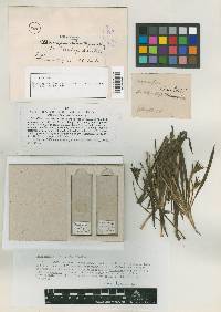Peronospora plantaginis image