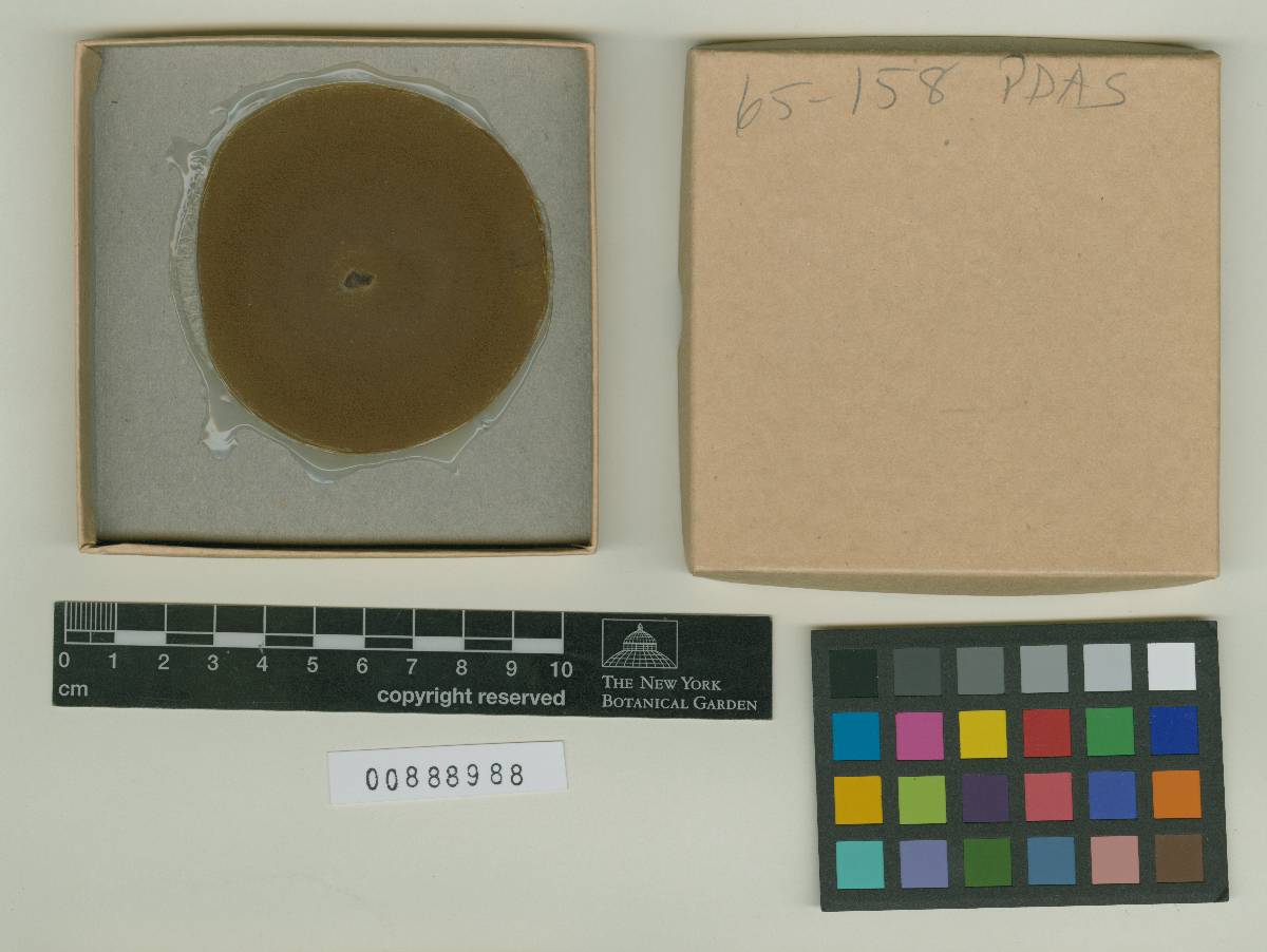 Backusella ctenidia image