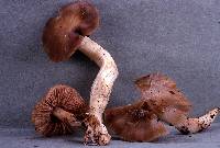 Entoloma lividoalbum image