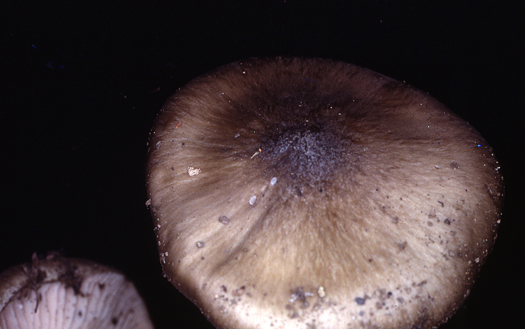 Entoloma myrmecophilum var. myrmecophilum image