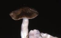 Entoloma myrmecophilum image