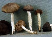 Entoloma myrmecophilum var. myrmecophilum image