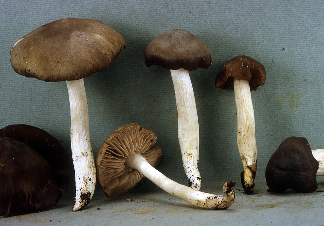 Entoloma myrmecophilum var. myrmecophilum image