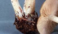 Entoloma rhodopolium image