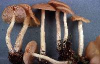 Entoloma rhodopolium image