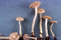 Entoloma rhodopolium image