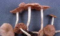 Entoloma rhodopolium image