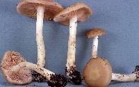 Entoloma rhodopolium image