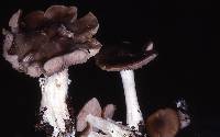 Entoloma lividoalbum image